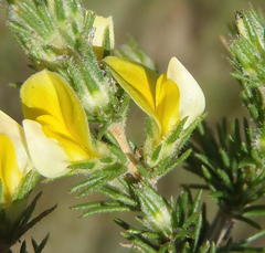 Aspalathus asparagoides asparagoides
