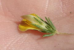 Aspalathus asparagoides asparagoides