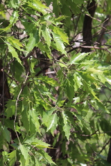 Quercus albocincta
