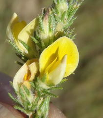 Aspalathus asparagoides asparagoides