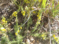 Aspalathus asparagoides asparagoides