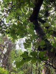 Glochidion philippicum