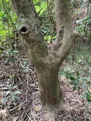 Glochidion philippicum