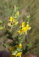 Aspalathus asparagoides asparagoides