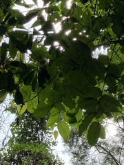 Glochidion philippicum