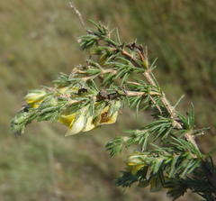 Aspalathus asparagoides asparagoides