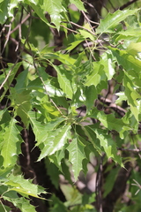Quercus albocincta