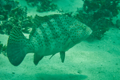 Epinephelus bleekeri