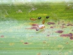 Monomorium intrudens