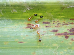 Monomorium intrudens