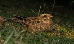 Caprimulgus asiaticus