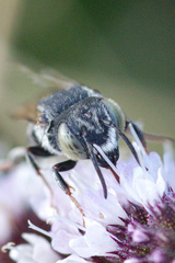 Coelioxys rufitarsis