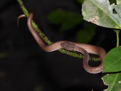 Shore Pit Viper photo 4