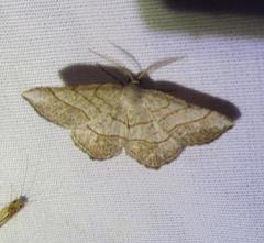 Eumacaria madopata