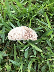 Chlorophyllum molybdites