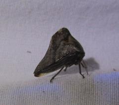Telamona ampelopsidis