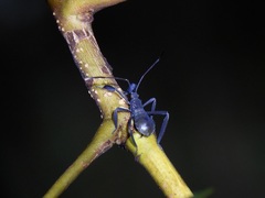 Mictis longicornis