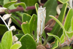 Crambus whitmerellus