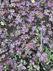 Oxalis triangularis