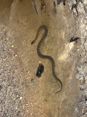 Cerberus schneiderii