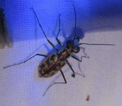 Ellipsoptera cuprascens