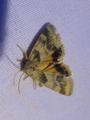 Schinia lynx