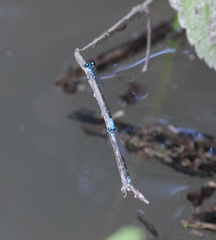 Acanthagrion quadratum
