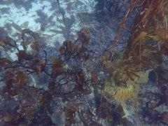 Lessonia searlesiana