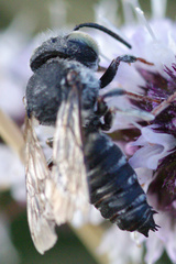 Coelioxys rufitarsis