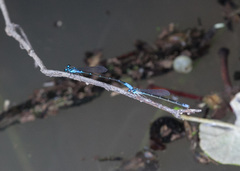 Acanthagrion quadratum