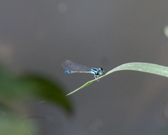Acanthagrion quadratum