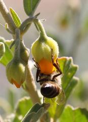 Hermannia althaeifolia