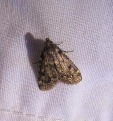 Aglossa disciferalis