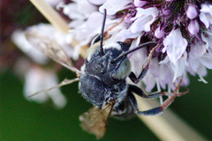 Coelioxys rufitarsis