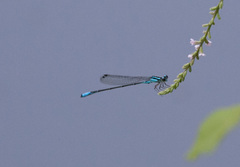 Acanthagrion quadratum