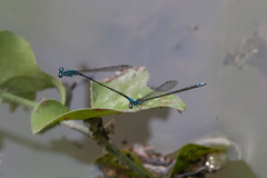 Acanthagrion quadratum