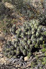 Euphorbia nesemannii