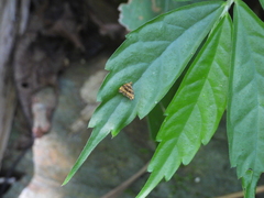 Choreutis amethystodes