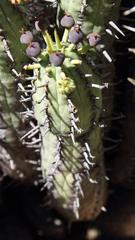 Euphorbia nesemannii