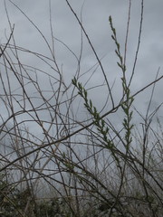 Salix fluviatilis
