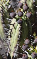 Euphorbia nesemannii