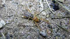 Solpugidae