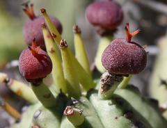 Euphorbia nesemannii