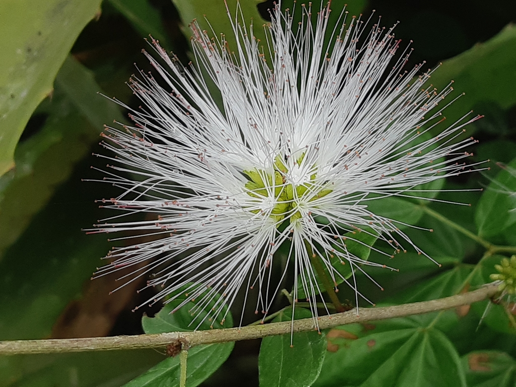 Calliandra angustifolia from Bosque de Pacoche, Ecuador on August 22 ...