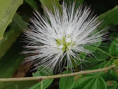 Calliandra angustifolia