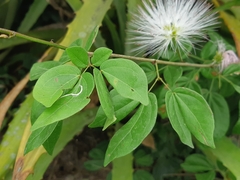 Calliandra angustifolia