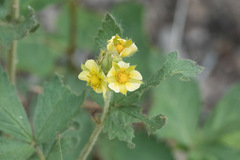 Drymocallis convallaria