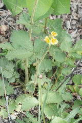 Drymocallis convallaria