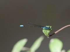 Acanthagrion quadratum