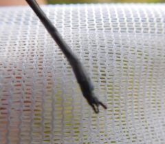 Lestes forcipatus